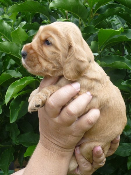 29 - 5.pejsek (tm. zelená).JPG